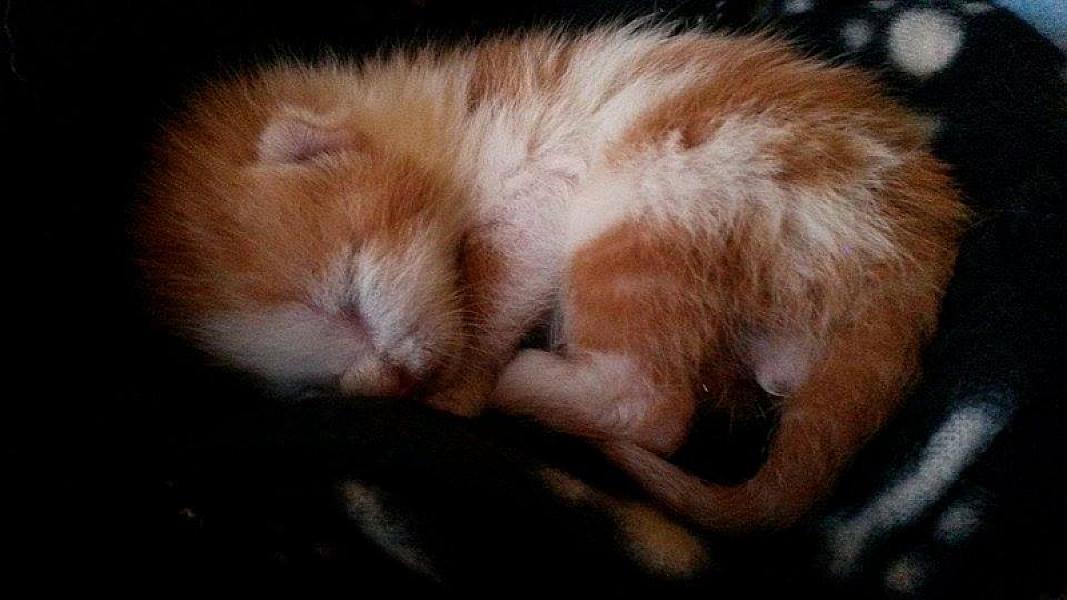 Kattenpraat