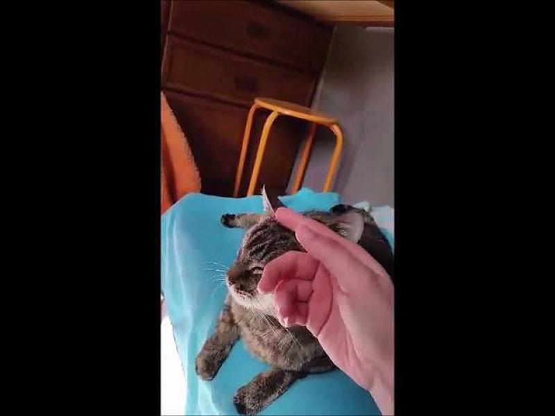 Kattenpraat