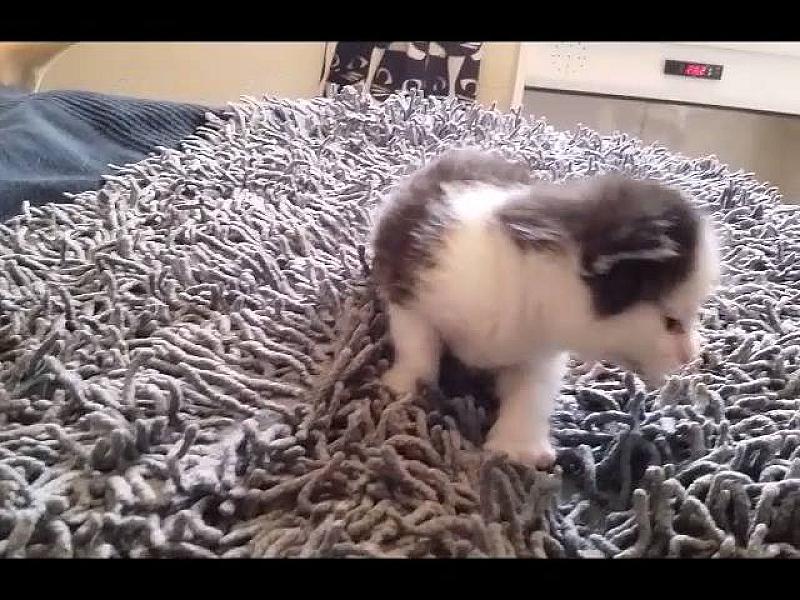 Kattenpraat