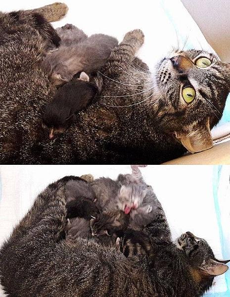 Kattenpraat