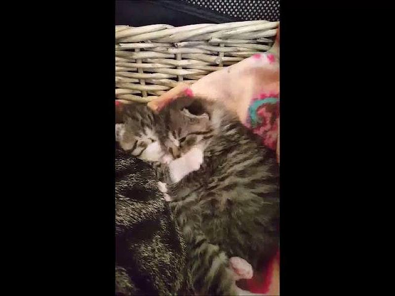 Kattenpraat
