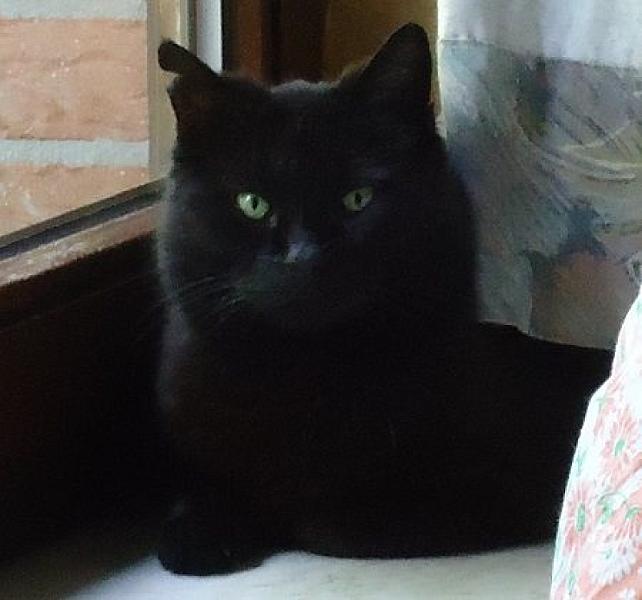 Kattenpraat