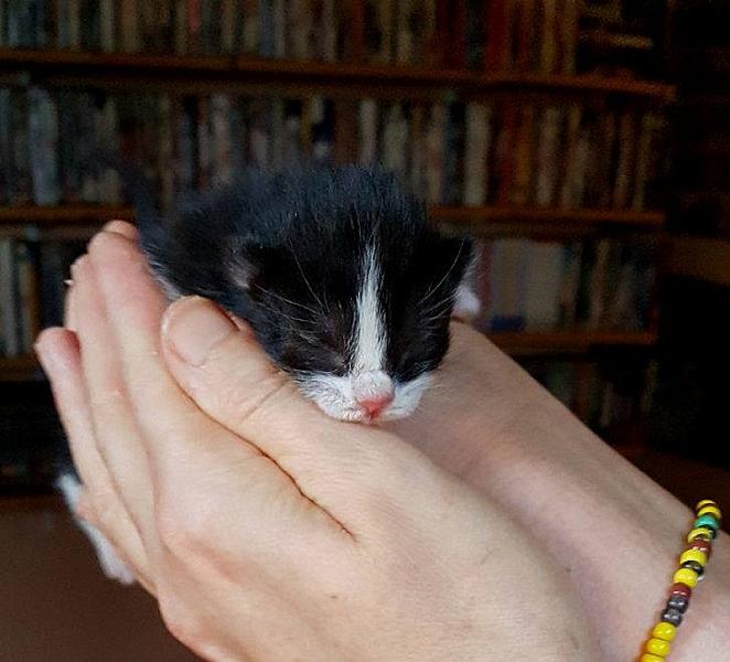 Kattenpraat