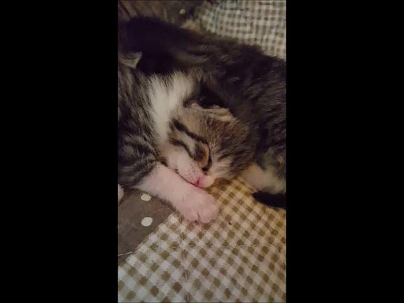 Kattenpraat