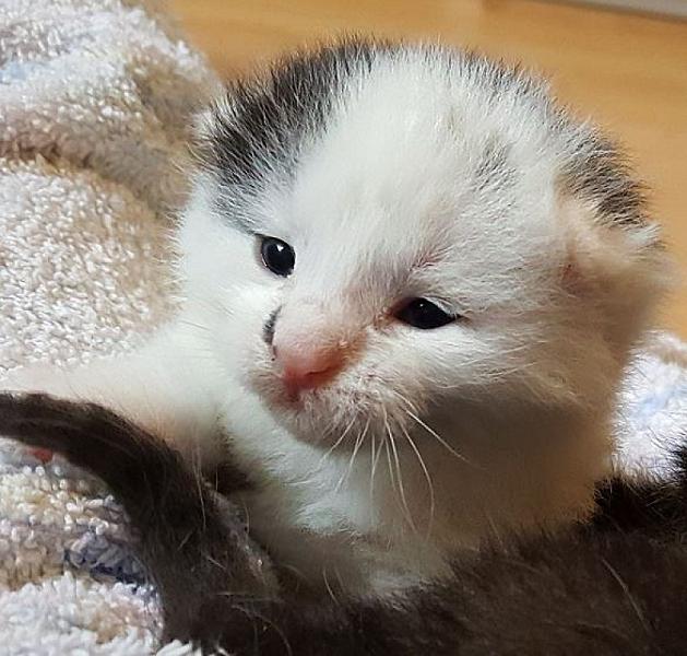 Kattenpraat