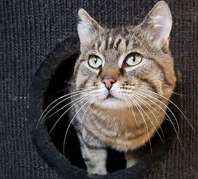 Kattenpraat