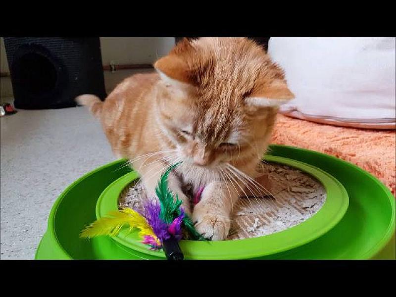 Kattenpraat