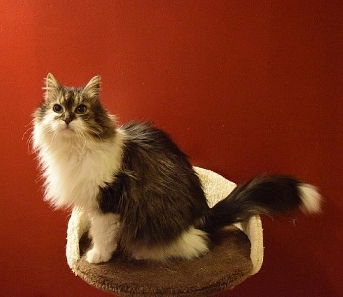 Kattenpraat
