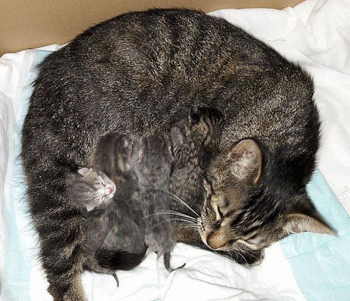 Kattenpraat