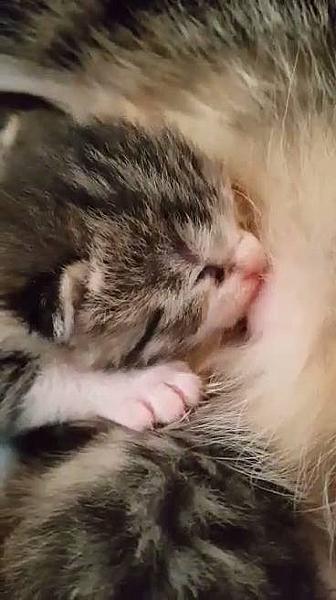 Kattenpraat