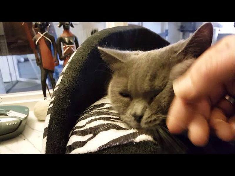 Kattenpraat