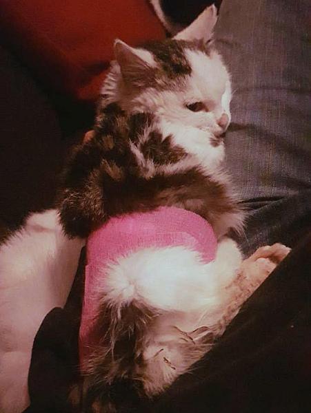 Kattenpraat