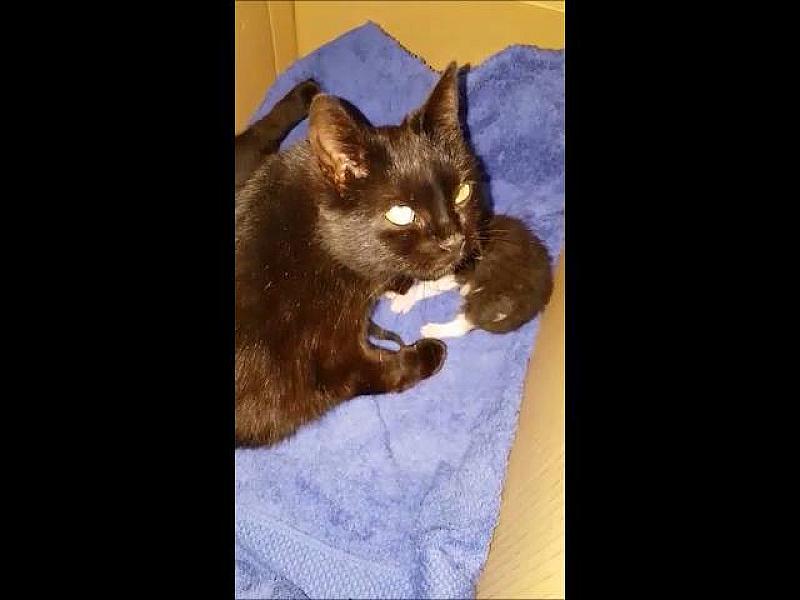Kattenpraat