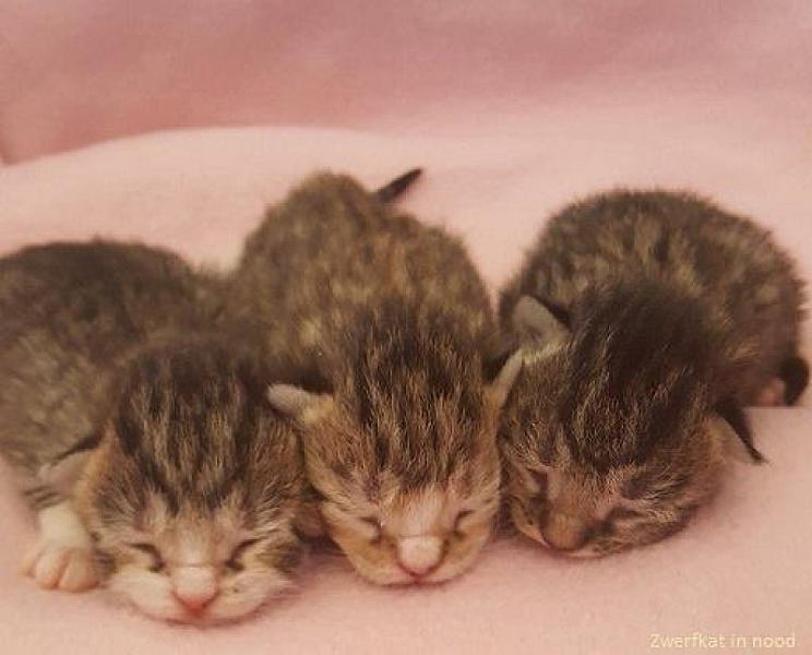 Kattenpraat