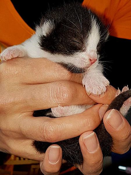Kattenpraat