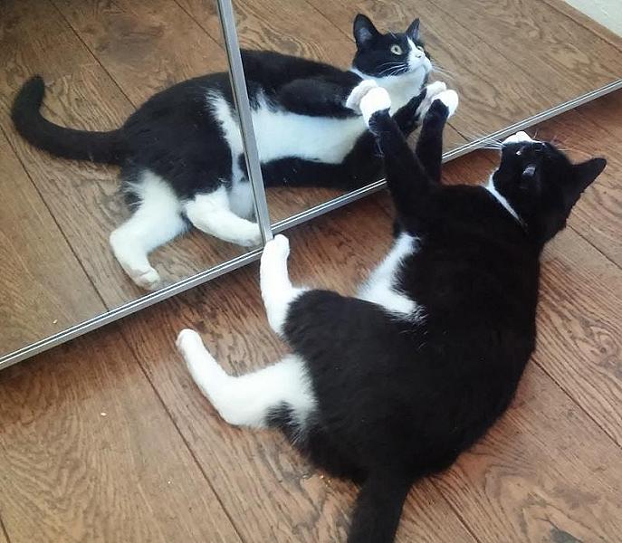 Kattenpraat