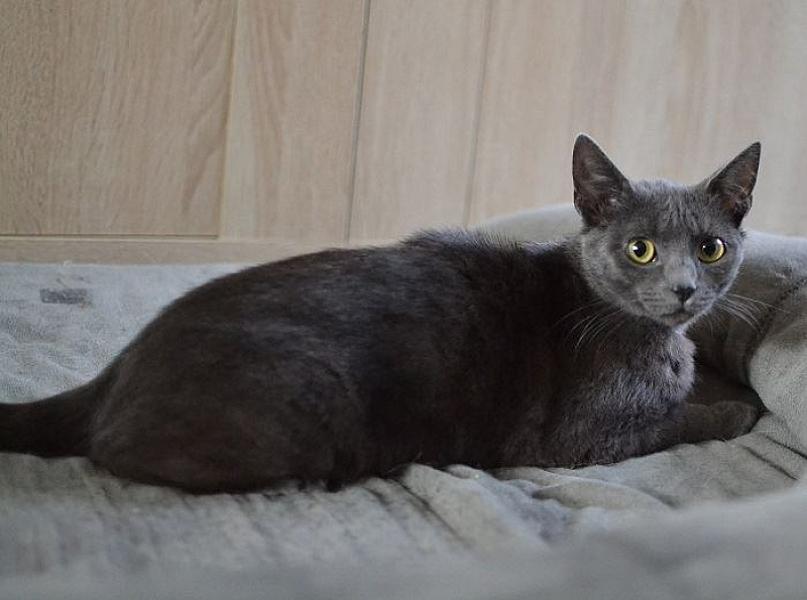 Kattenpraat