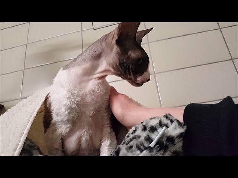Kattenpraat