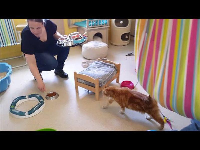 Kattenpraat