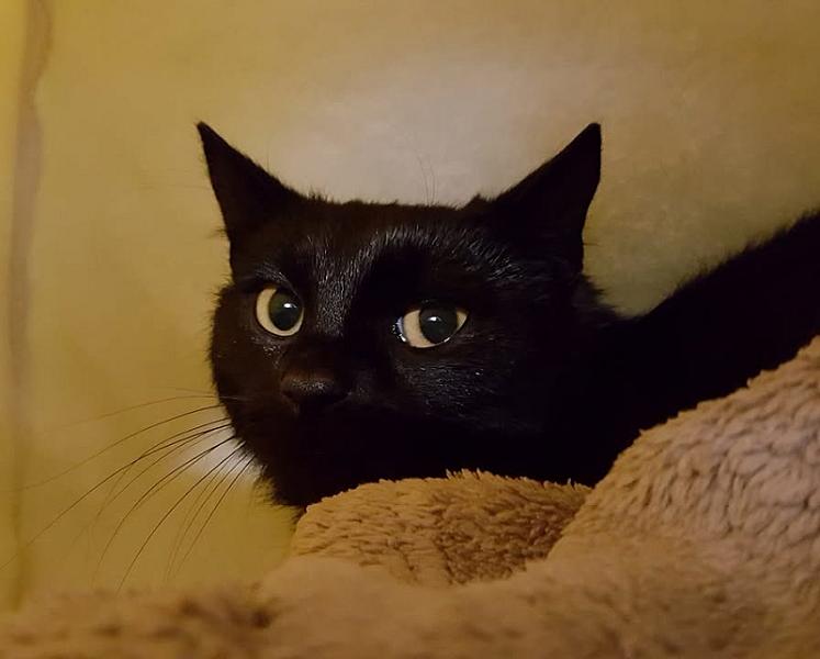Kattenpraat