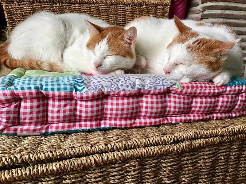 Kattenpraat