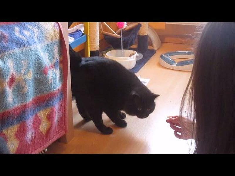 Kattenpraat