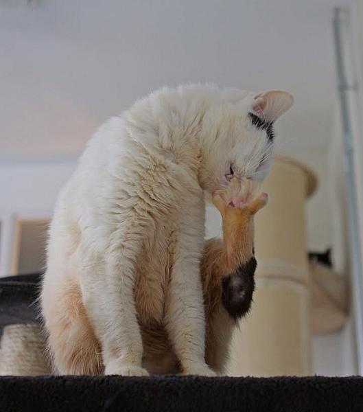 Kattenpraat
