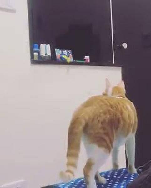 Kattenpraat