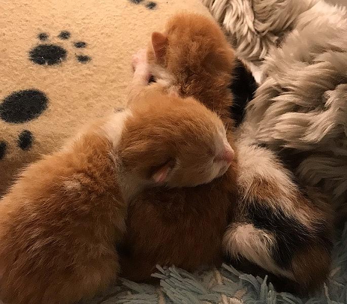 Kattenpraat