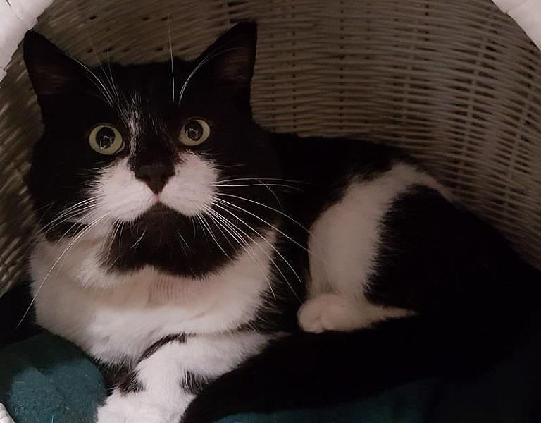 Kattenpraat