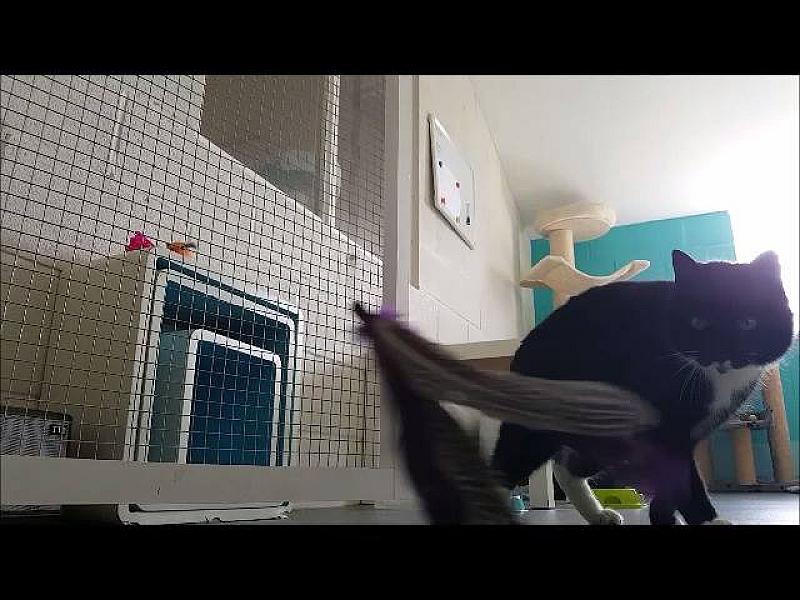 Kattenpraat
