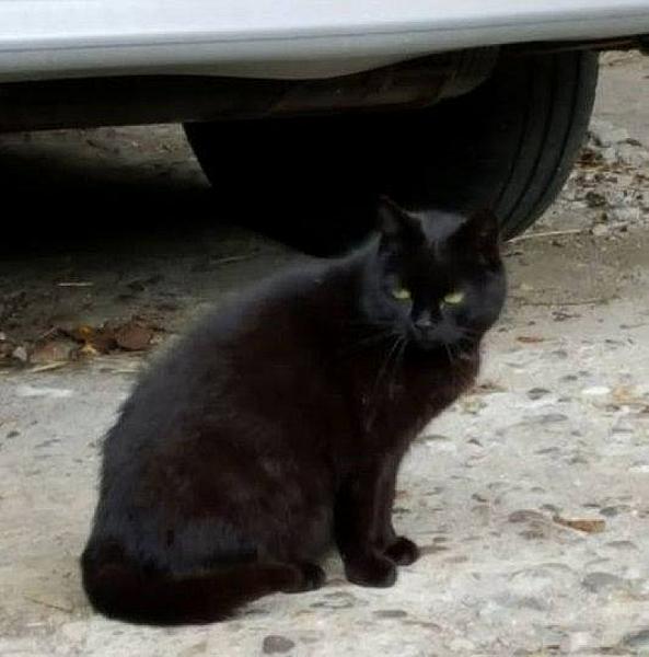 Kattenpraat