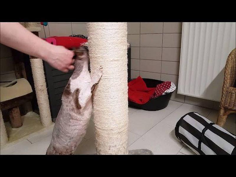 Kattenpraat
