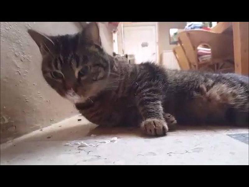Kattenpraat