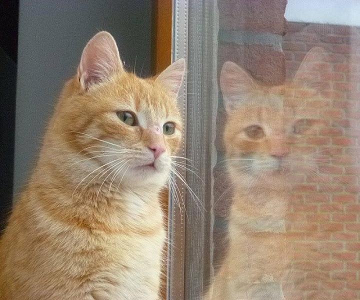 Kattenpraat