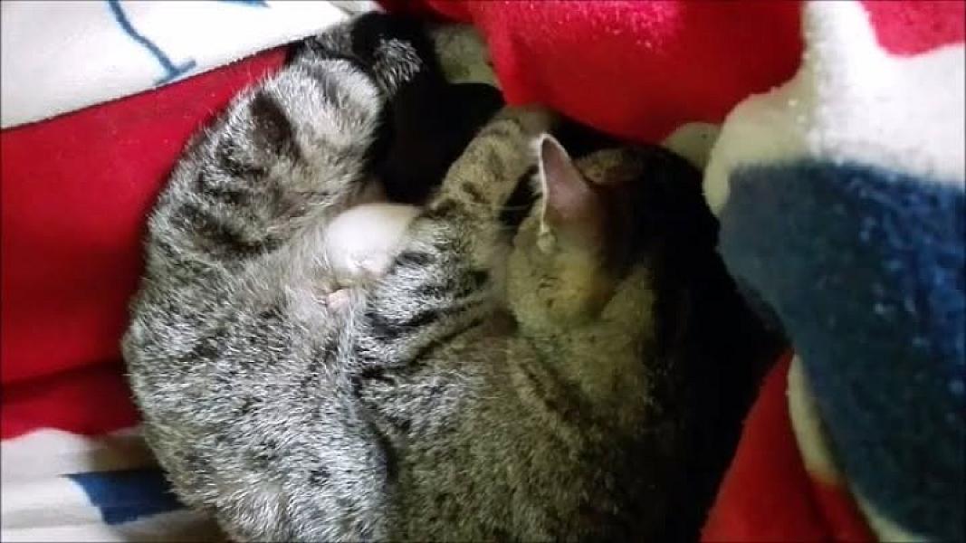 Kattenpraat