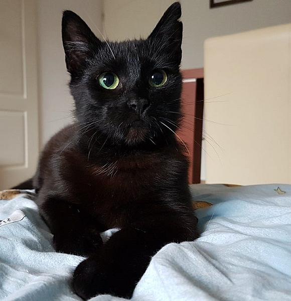 Kattenpraat