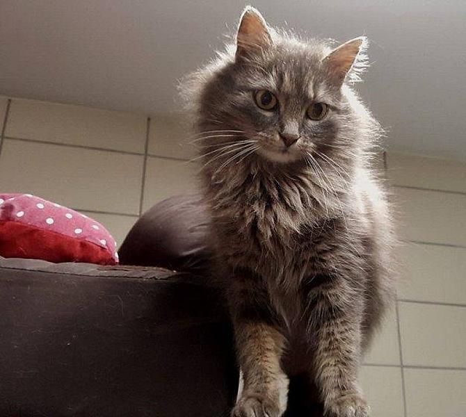 Kattenpraat