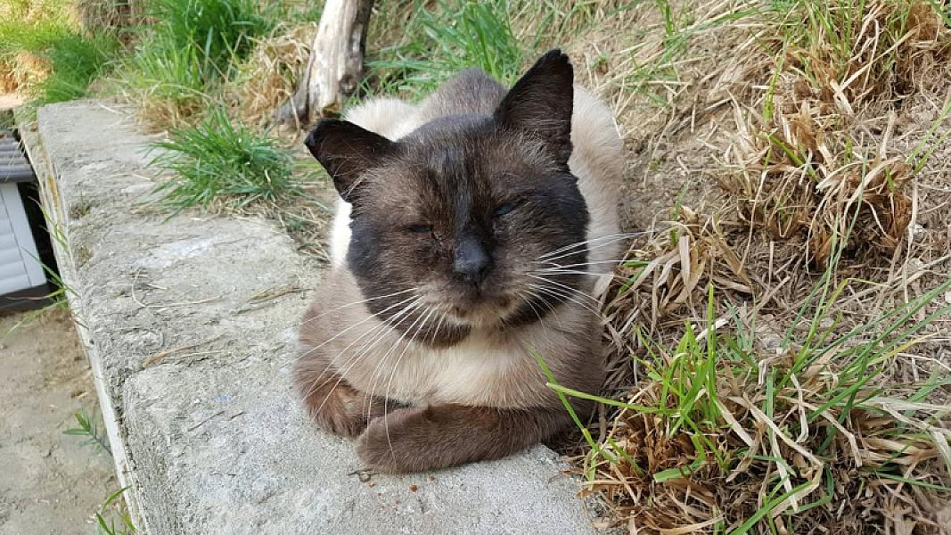 Kattenpraat