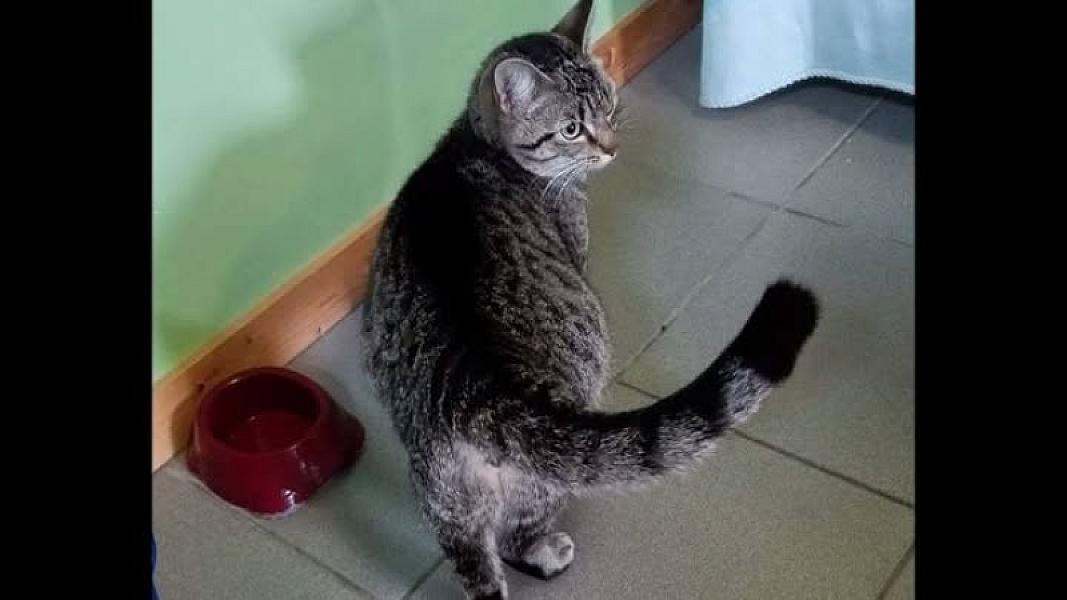 Kattenpraat