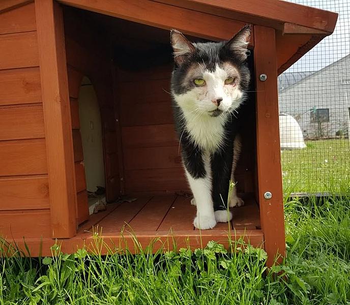 Kattenpraat