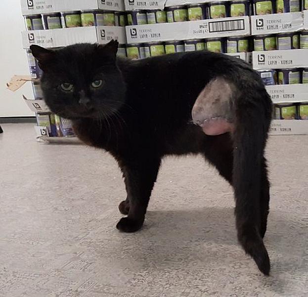 Kattenpraat