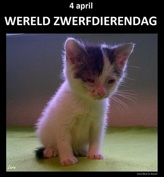 Kattenpraat