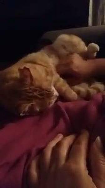 Kattenpraat