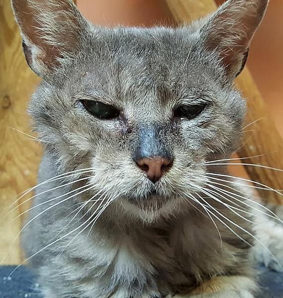 Kattenpraat