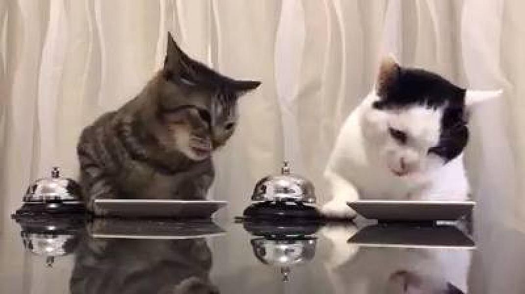 Kattenpraat