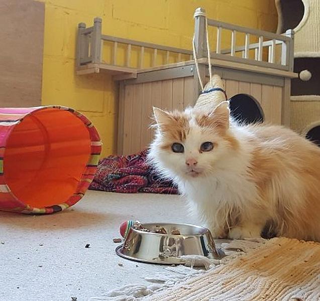 Kattenpraat