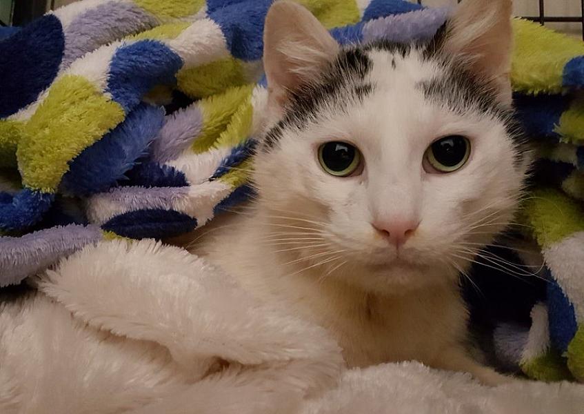 Kattenpraat