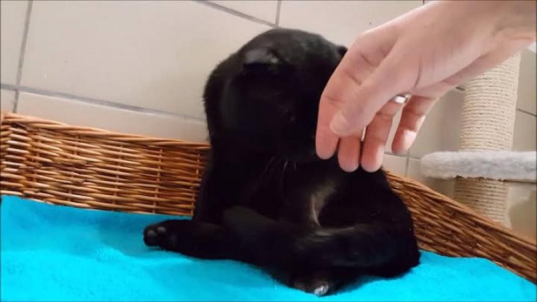 Kattenpraat