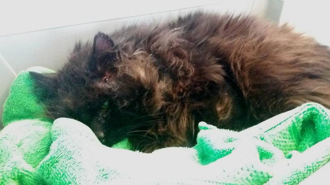 Kattenpraat